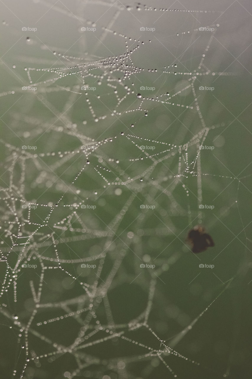 Dewy spider web 