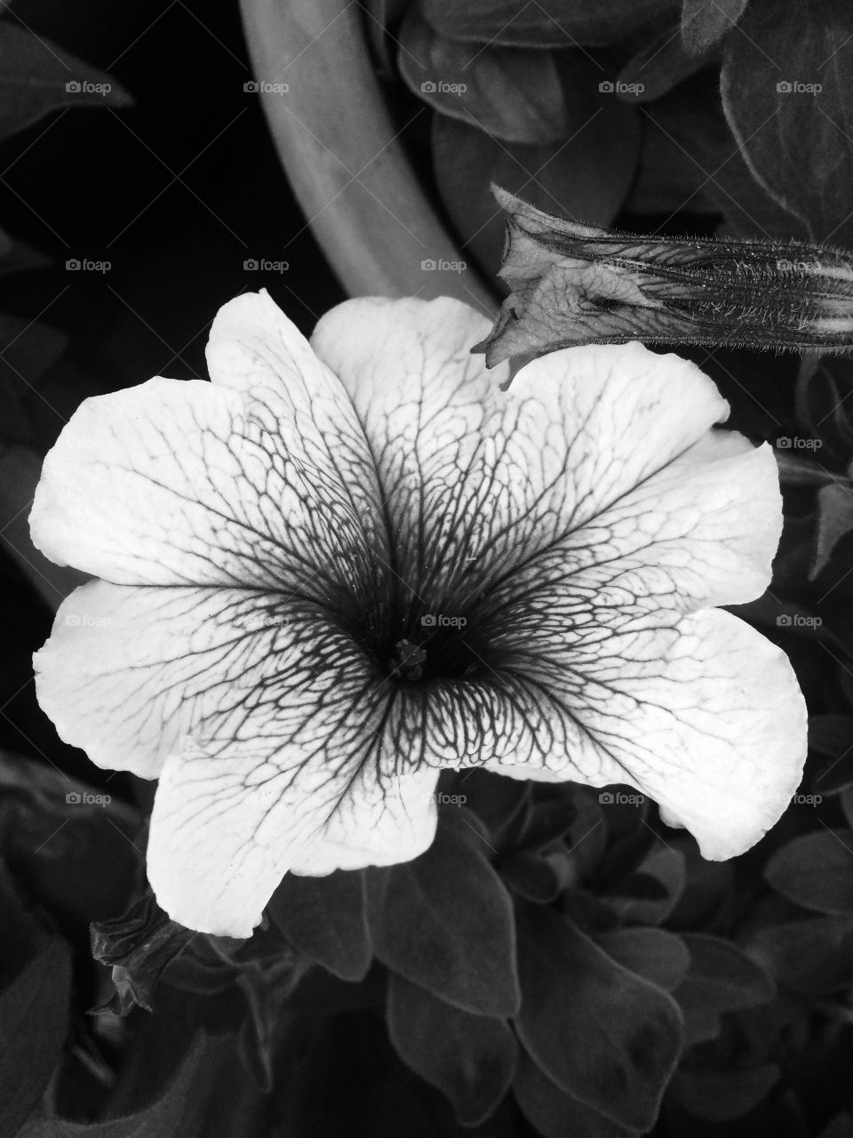 White black flower