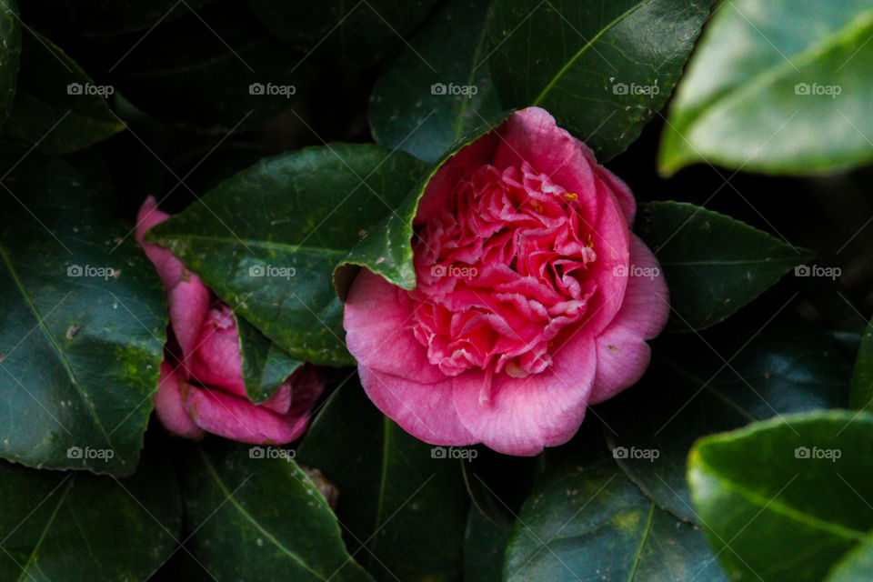 The Beautiful pink rose on a camellia tree