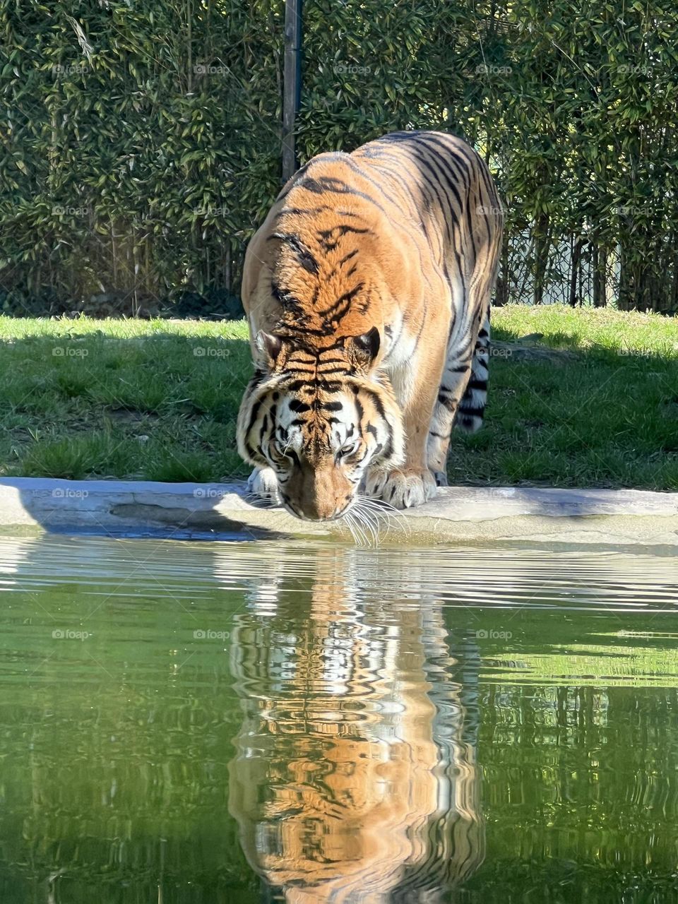 Tiger drinking water