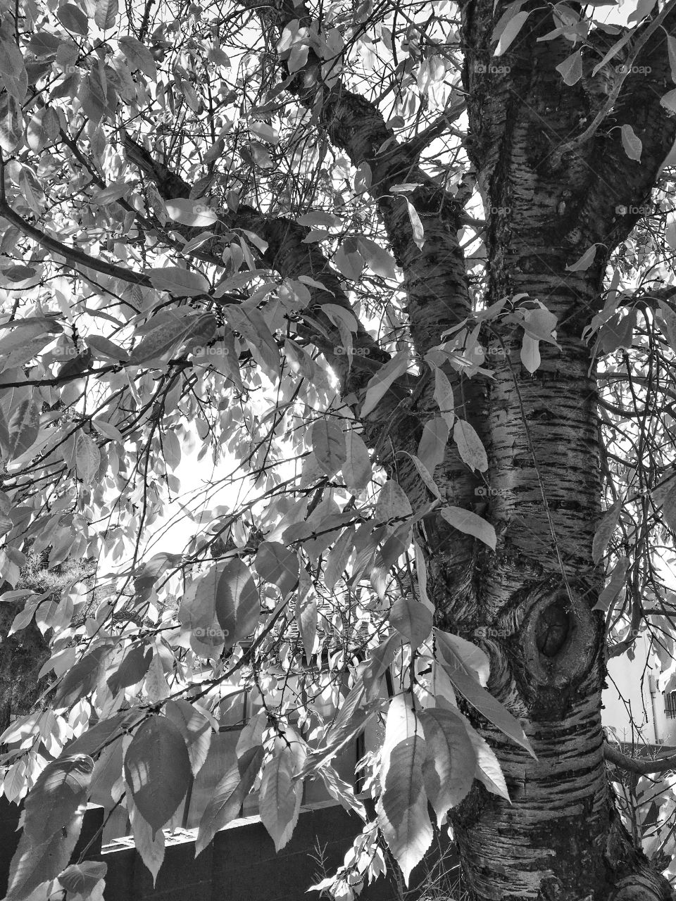 Tree in fall in black and white 