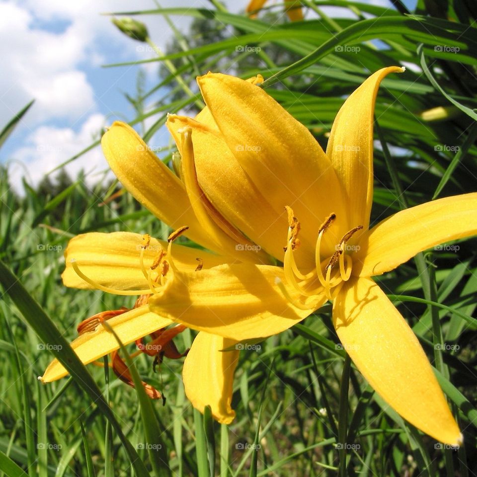 yellow no people nobody close-up by przemekklos