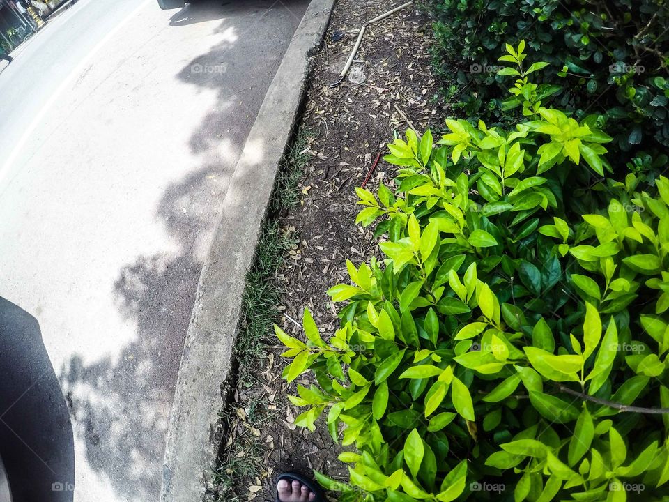 Leaf, Nature, No Person, Garden, Flora