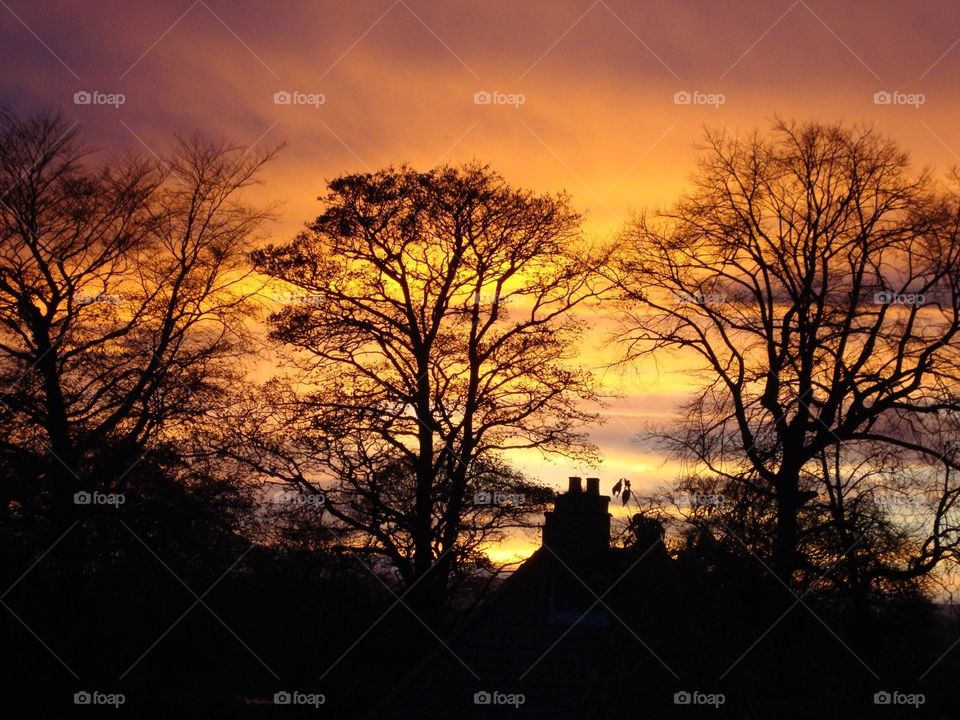 Three trees standing side by side with a winter sunset backdrop 