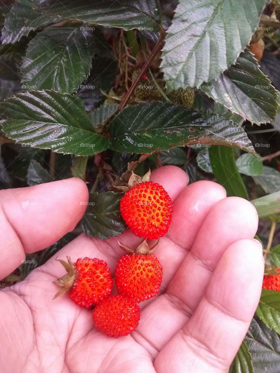 wild berries