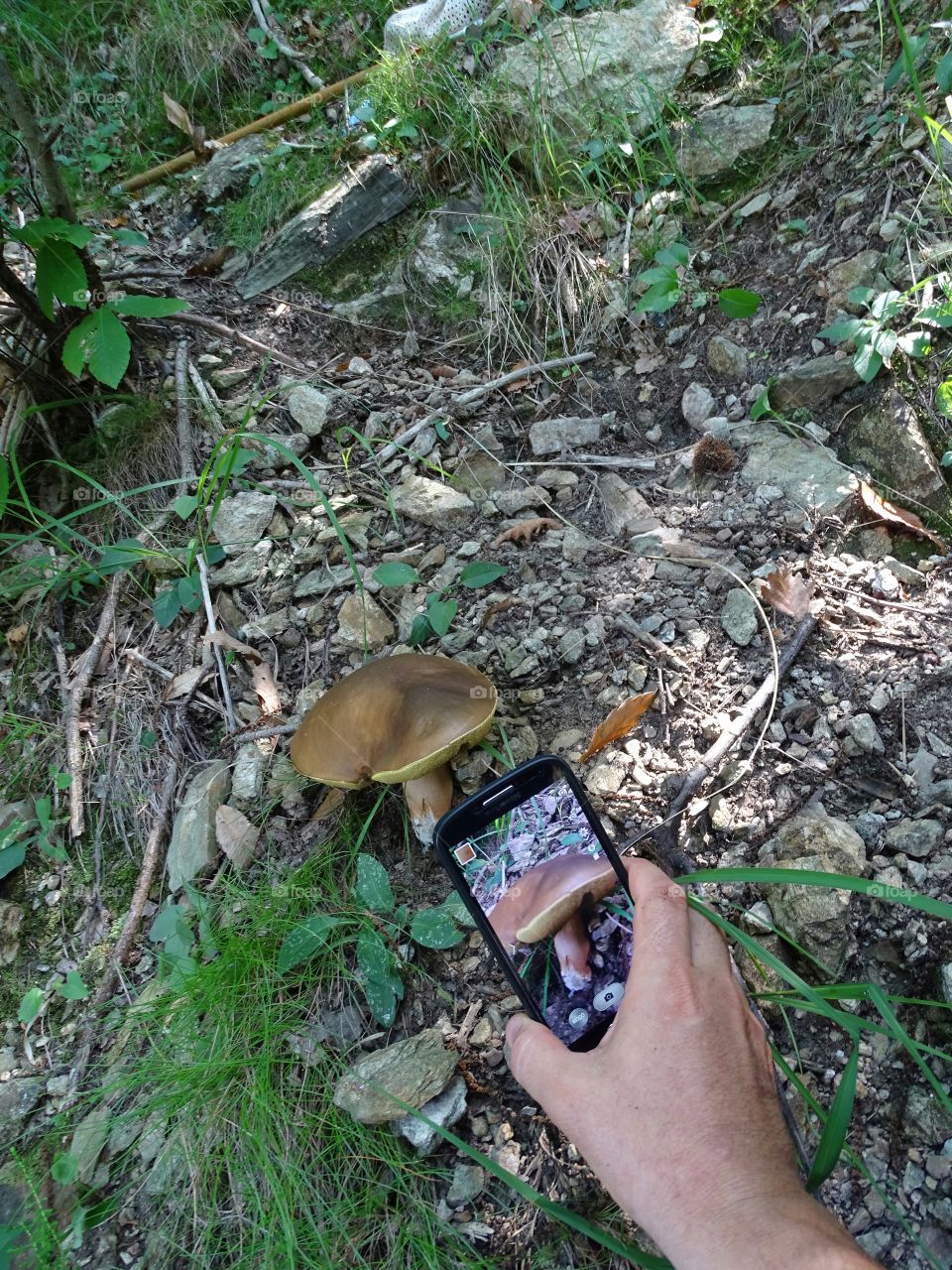 mushroom in the phone