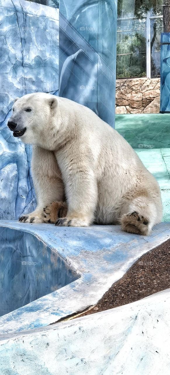 Polar bear