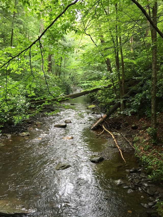 Woodlands 