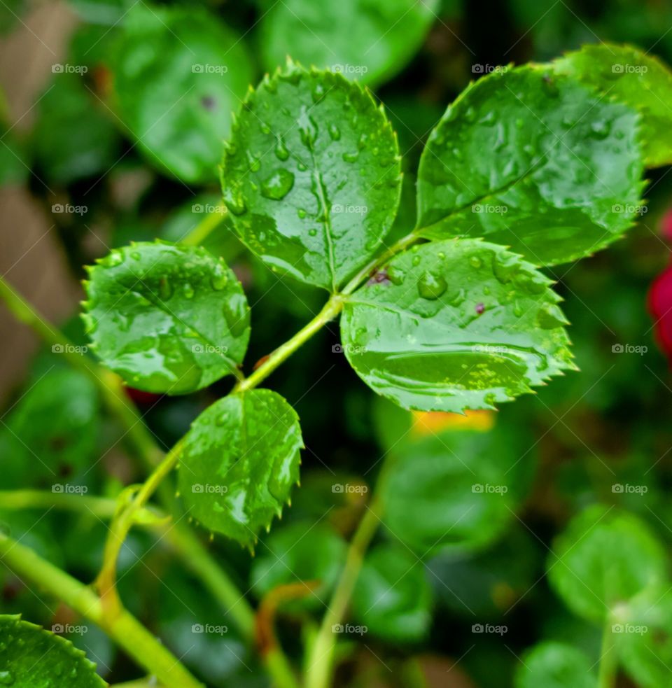 Raindrops on Rose leaves