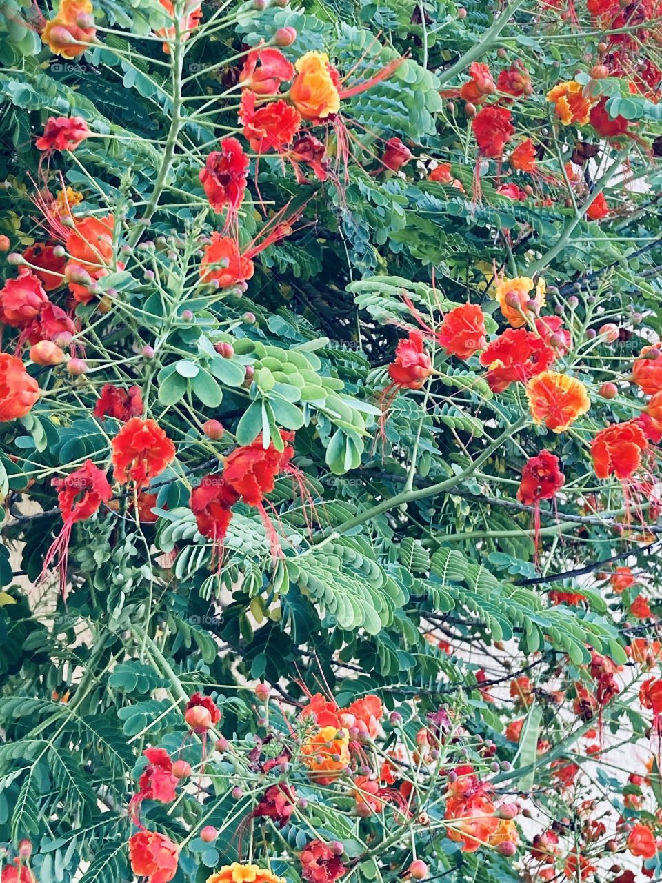 🌹 🇺🇸 Very beautiful flowers to brighten our day.  Live nature and its beauty. Did you like the delicate petals? / 🇧🇷 Flores muito bonitas para alegrar nosso dia. Viva a natureza e sua beleza. Gostaram das pétalas delicadas? 