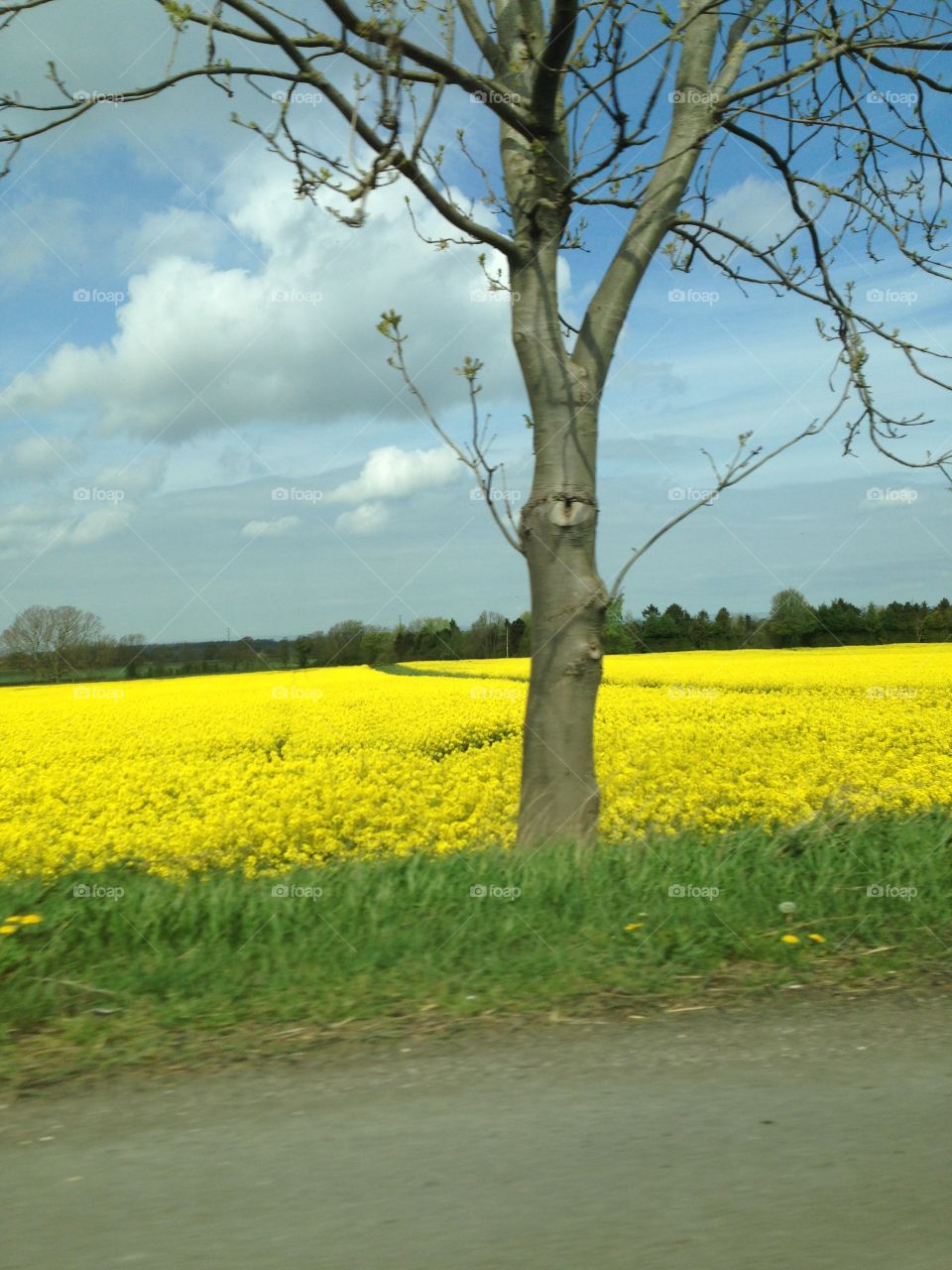 Yellow crop