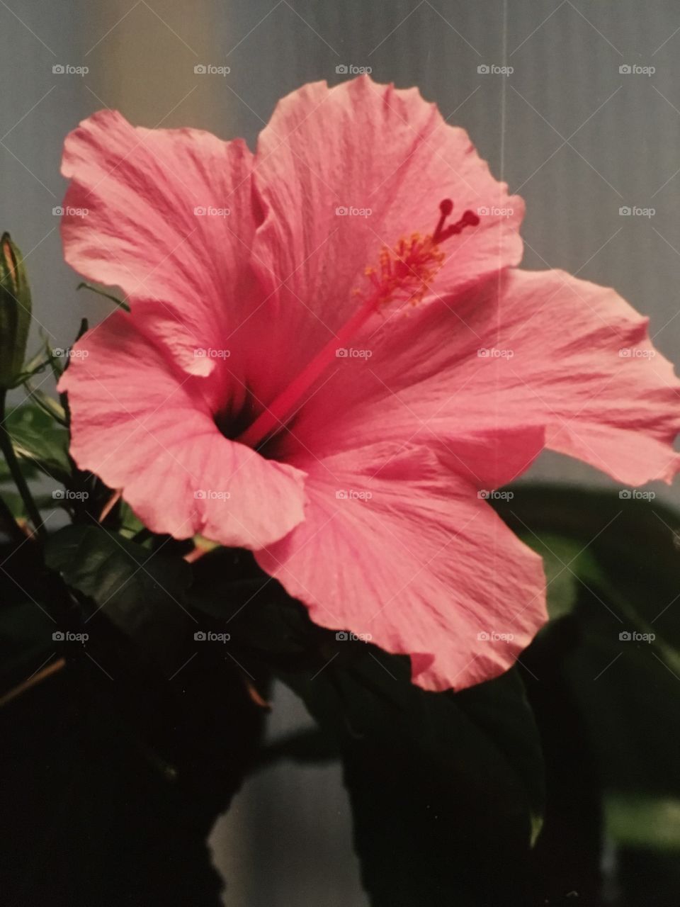 Hibiscus 