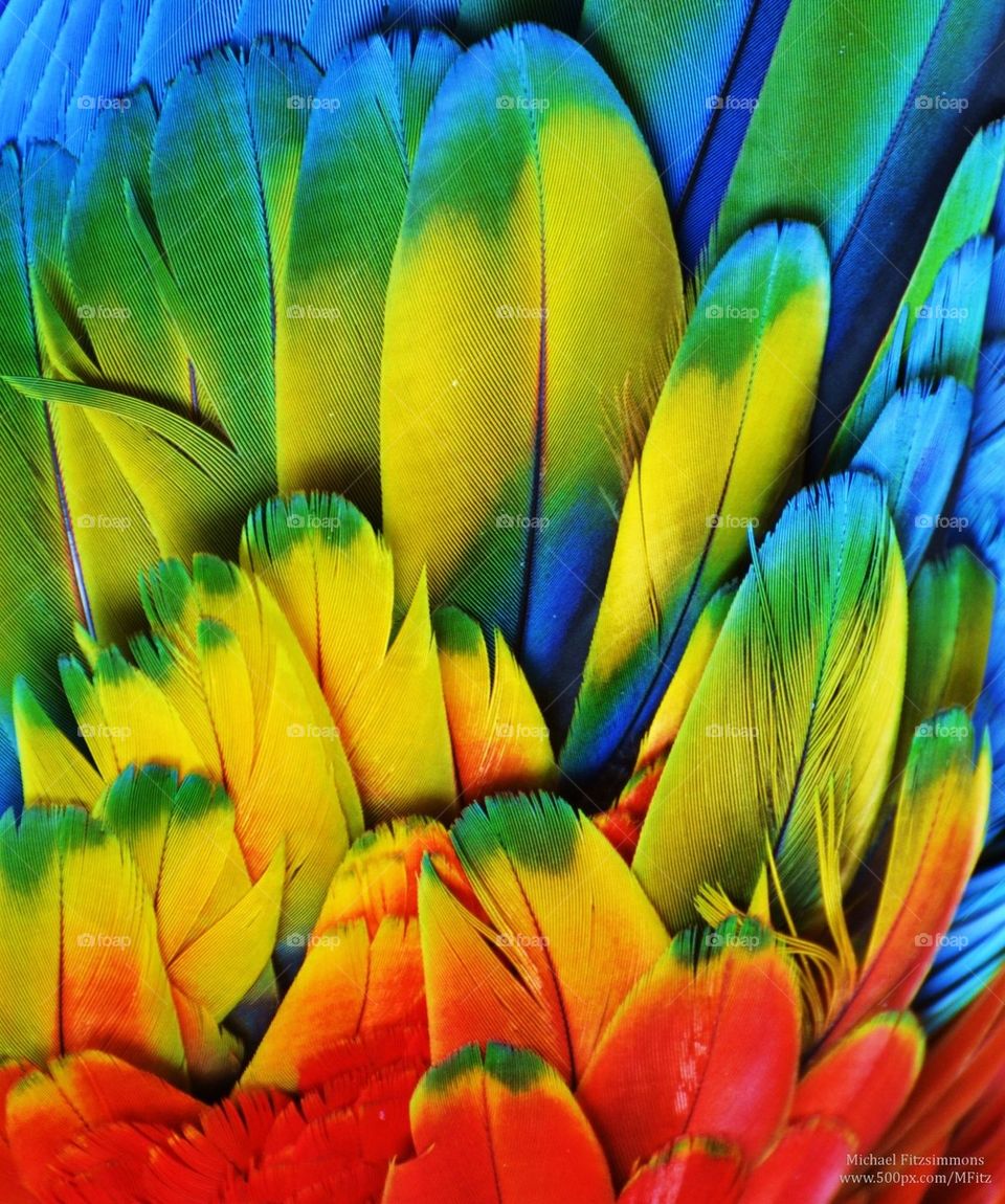 Macaw Feathers