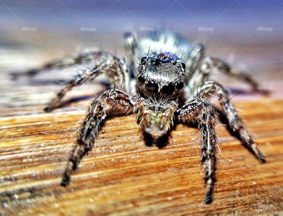 The Jumping spider