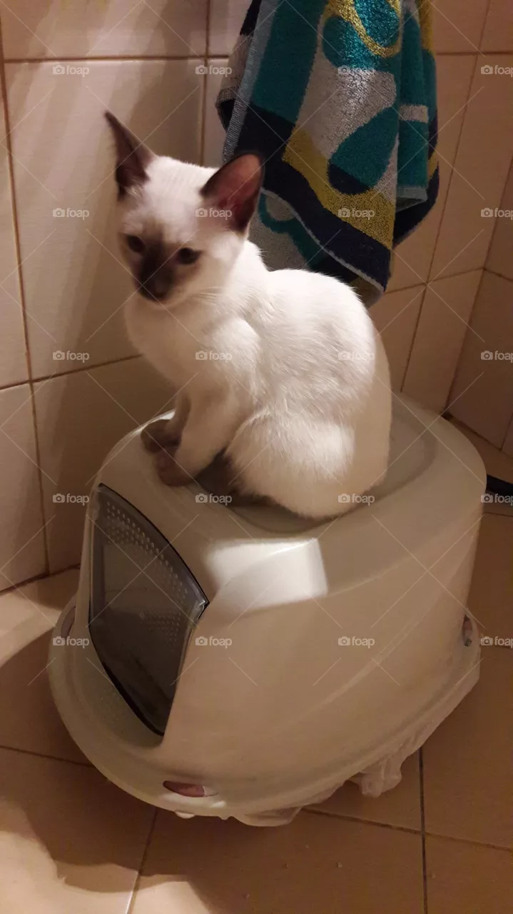 Cat