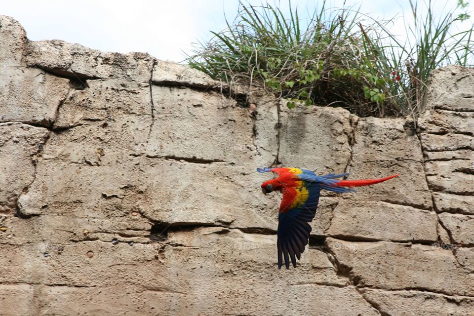 macaw in flight
