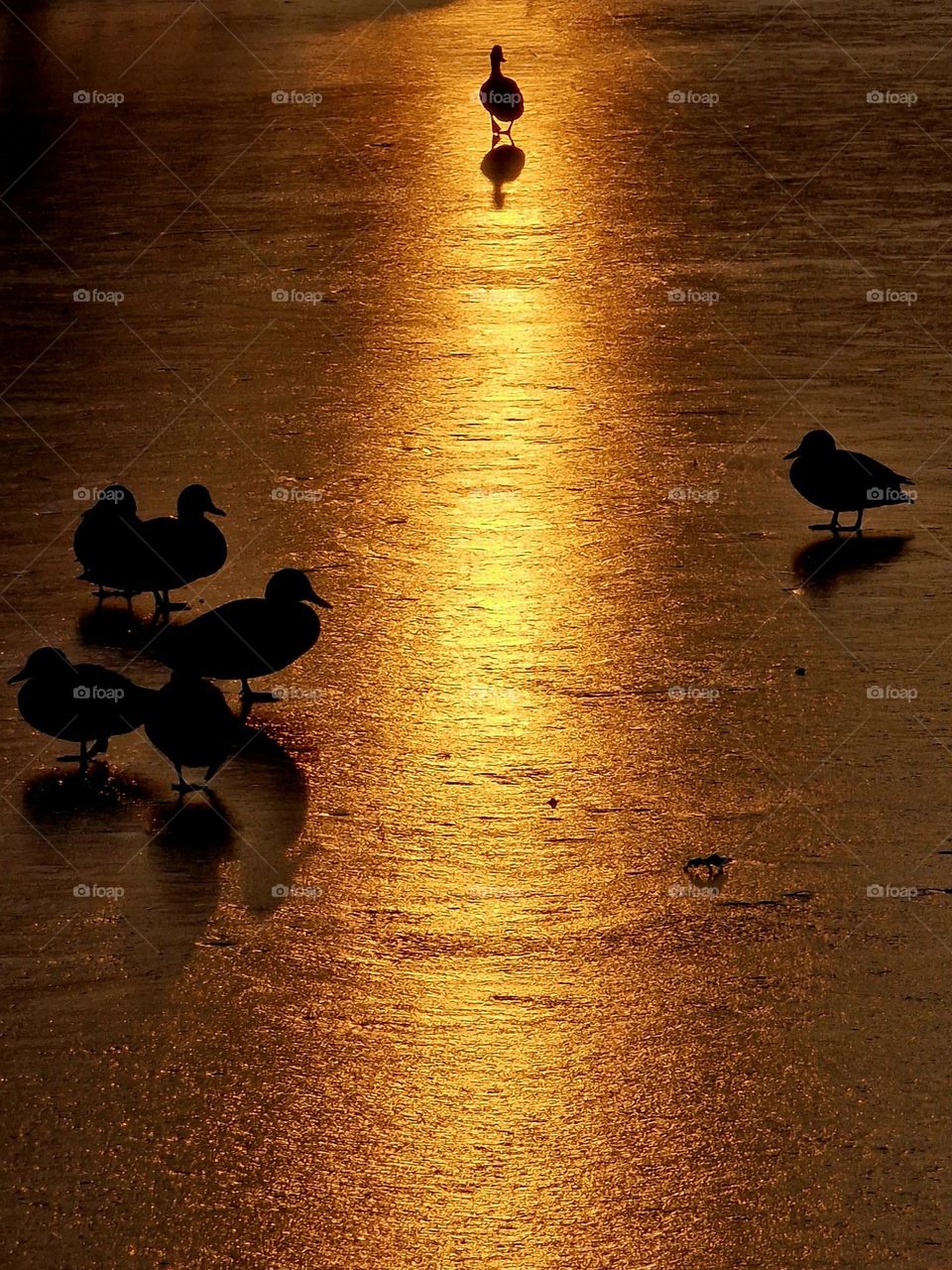 wild ducks on frozen lake