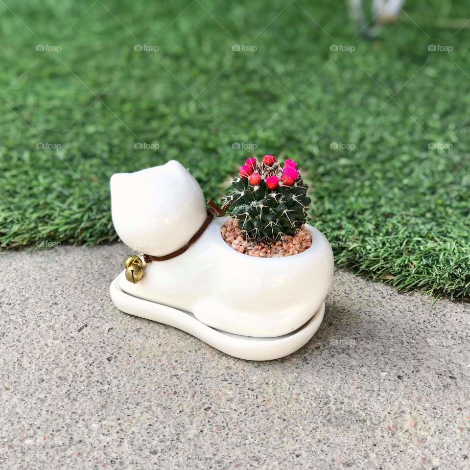 A landscape of a flower pot in the shape of a cat that contains the wonderful green cactus plant