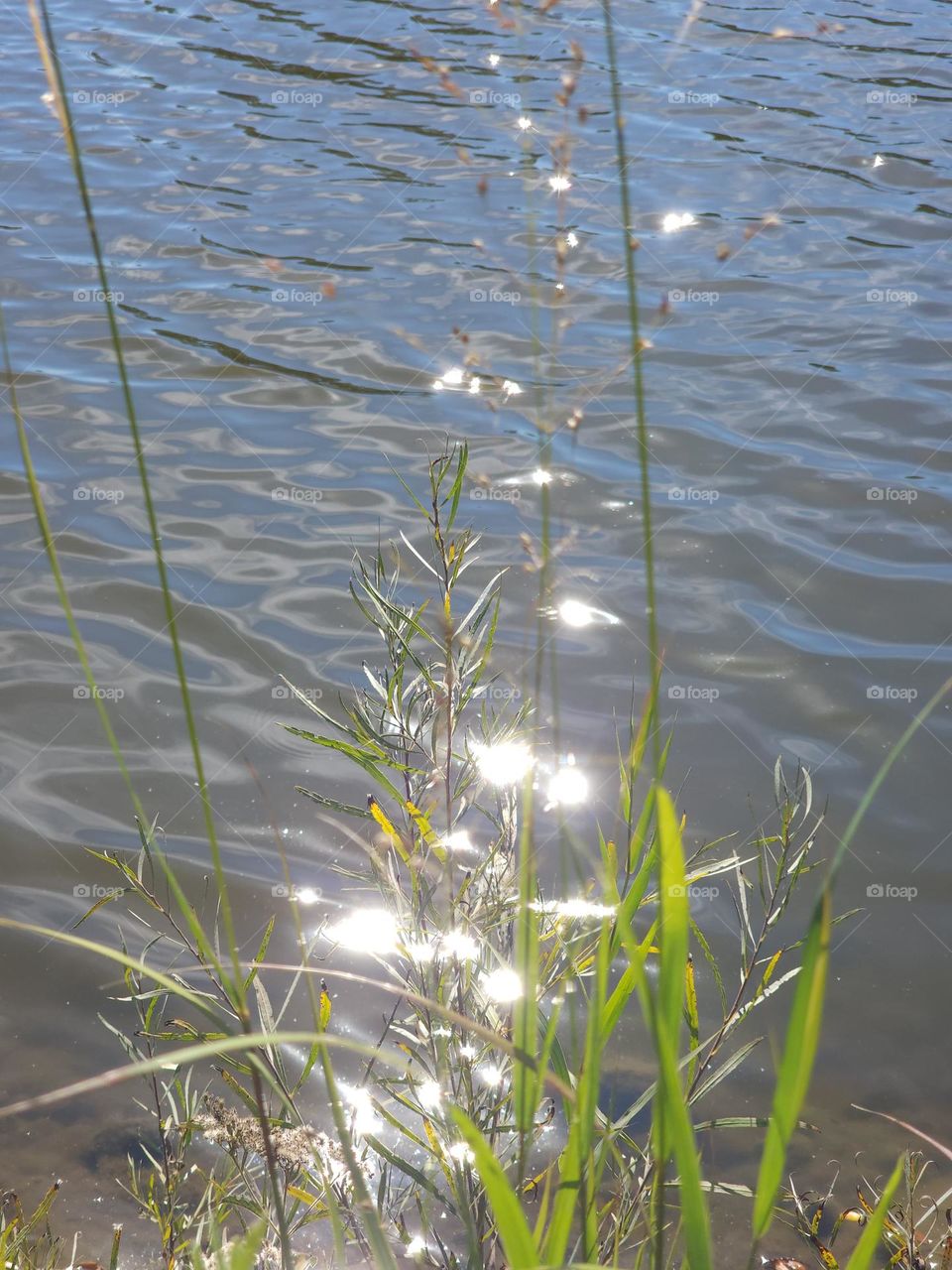 ripples and sunny rays