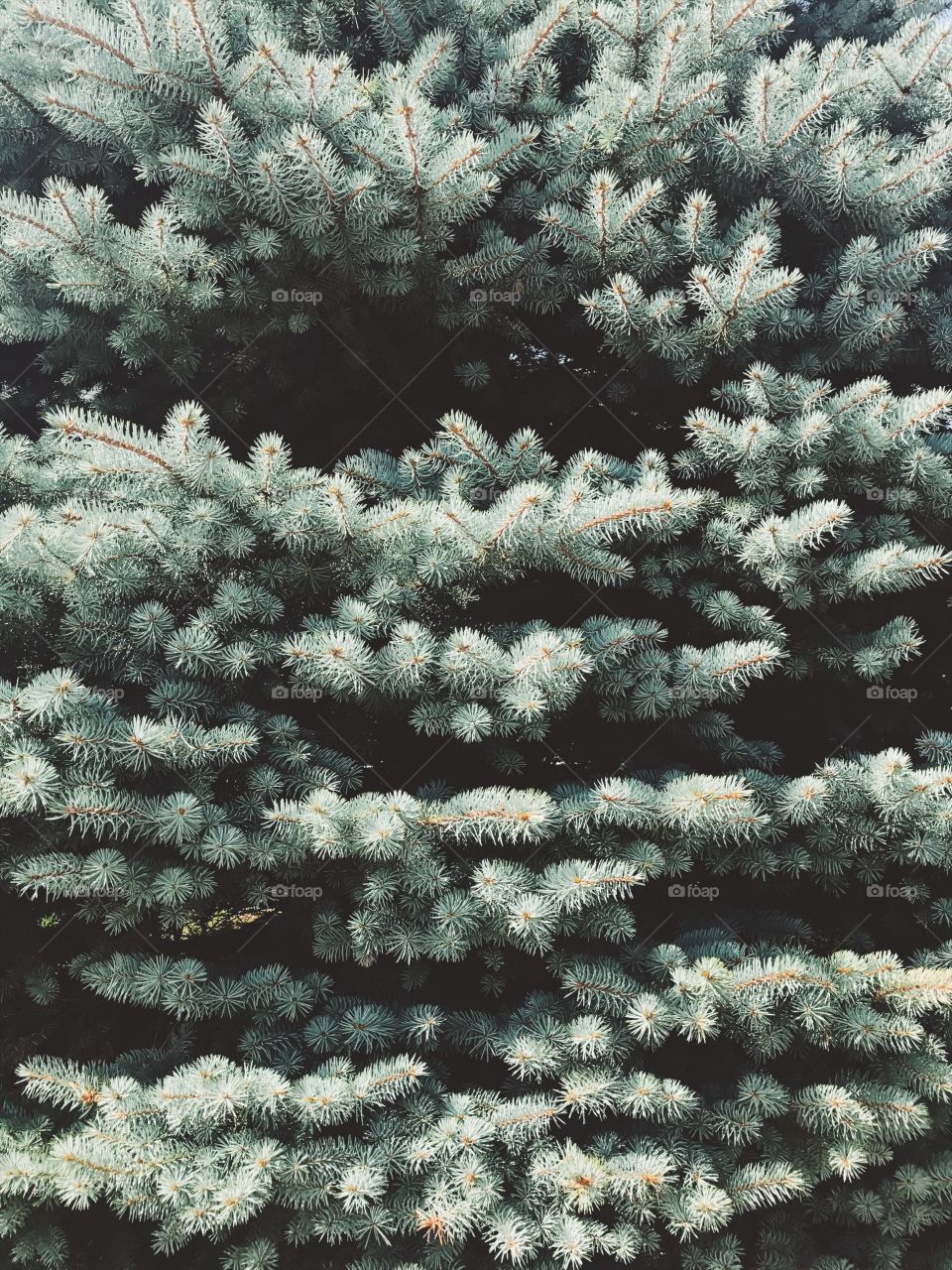 Winter, Christmas, Pine, Evergreen, Coniferous