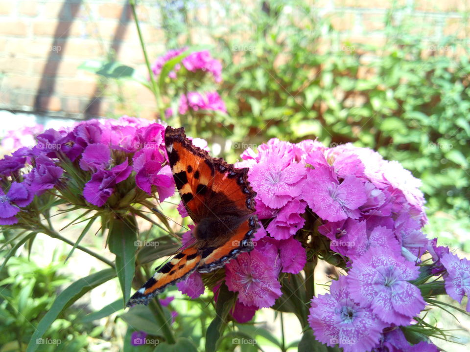 Butterfly on a beautiful flower