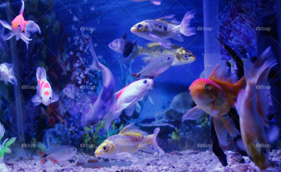 The ornamental fish in this aquarium look beautiful. With the support of a very beautiful neon imitation, it looks amazing
