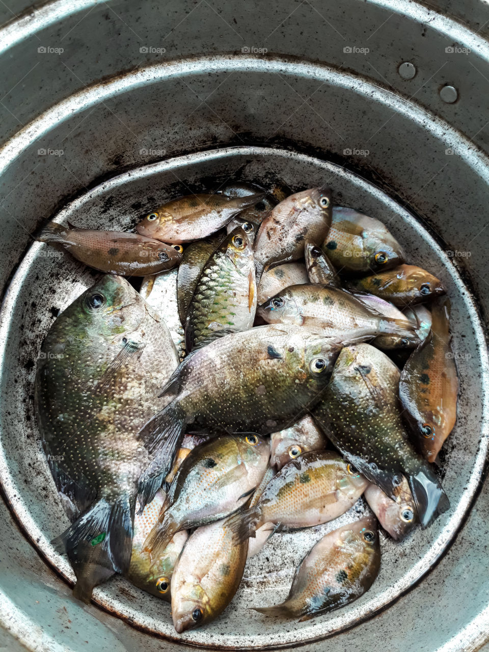 River fish in Kerala