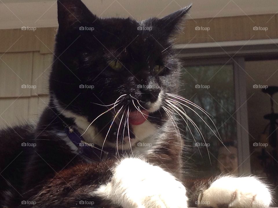 My black and white tuxedo cat close up.