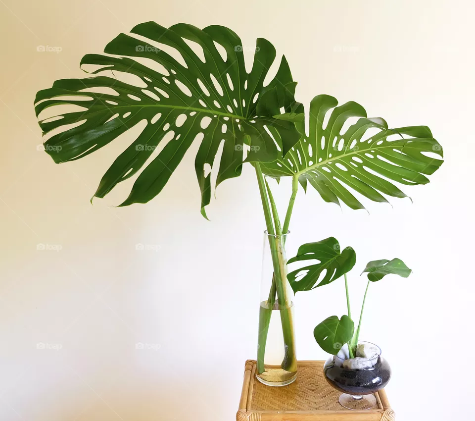 Monstera