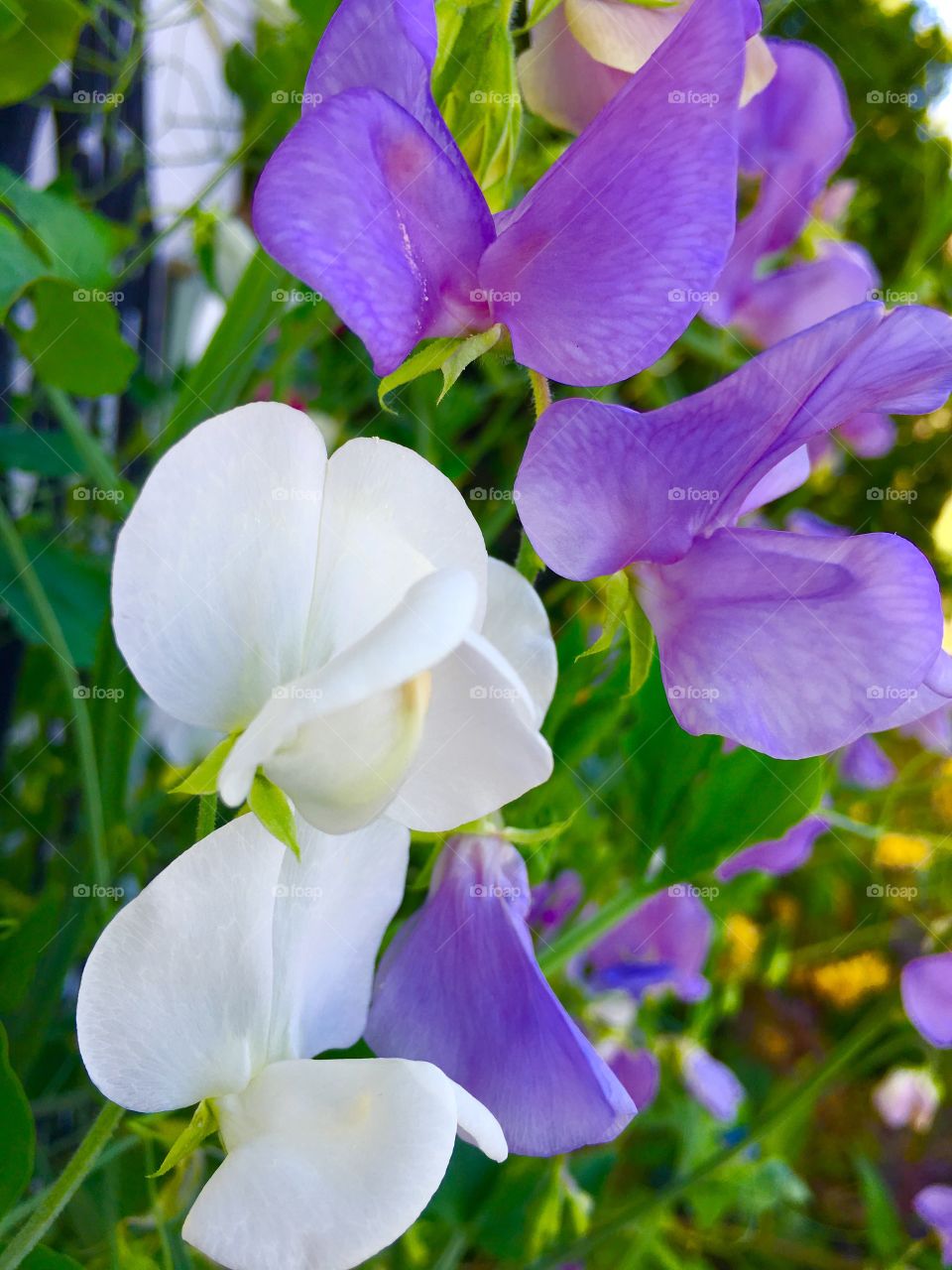 Hey there sweet pea!