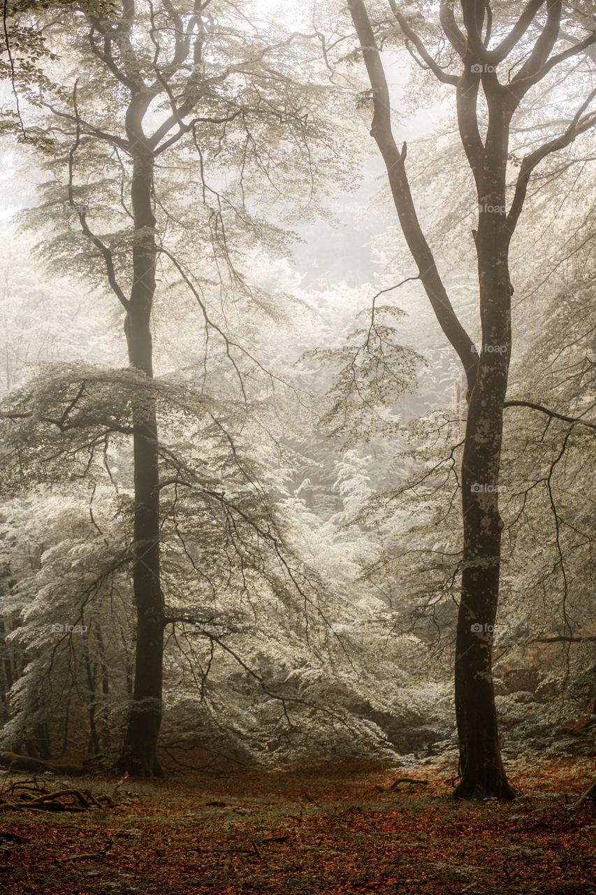 From a day in the local forest, love the way the light makes a calm feeling in the photo.