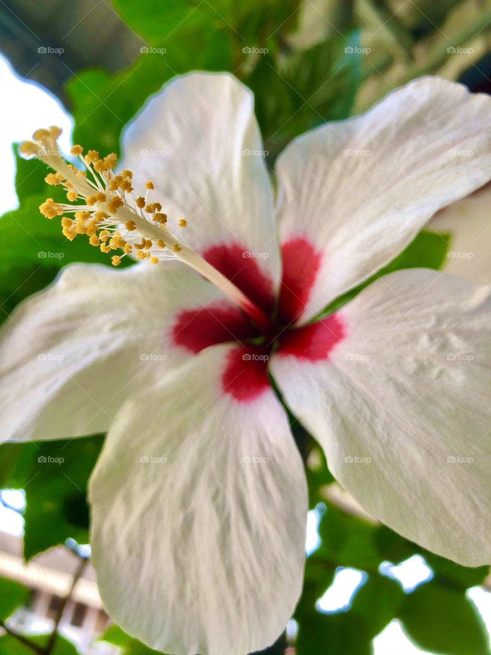 Giant White hibiscus 