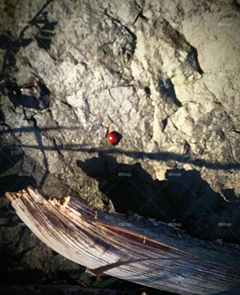 ladybug on a rock
