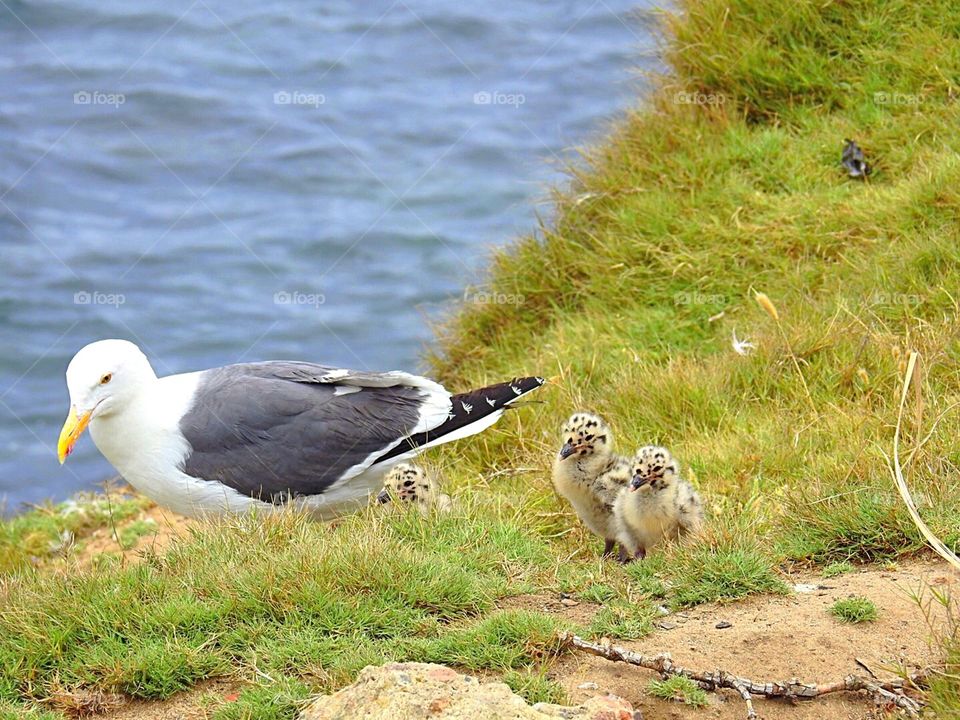 Momma Seagull and babies