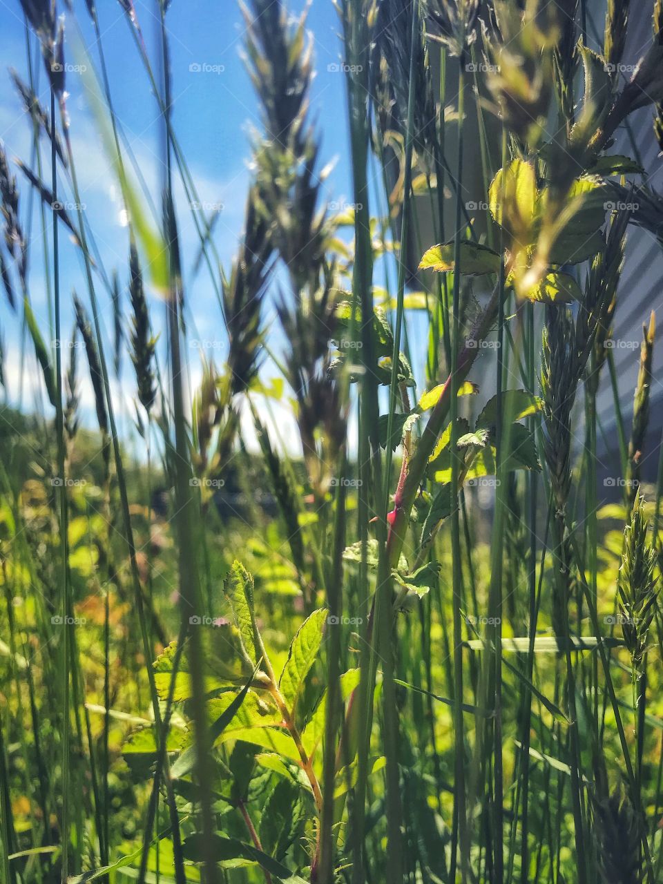 Wildflowers, weeds and grass 