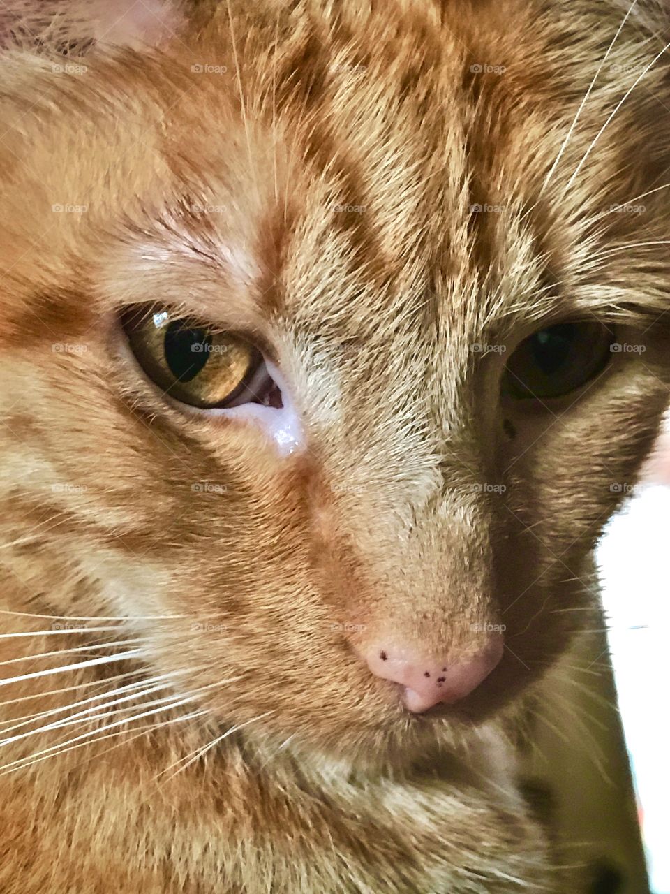 Oran is my sweet and adorable ginger kitty 🐈