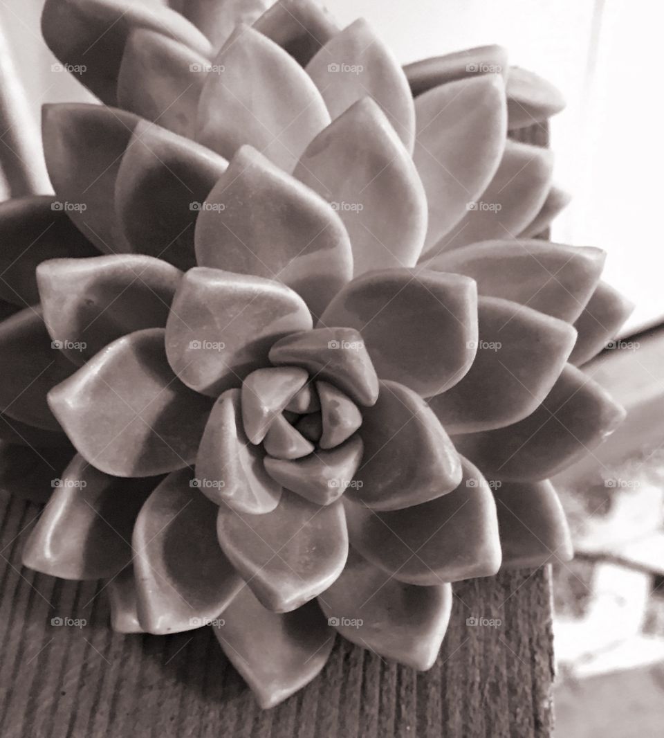 Succulent black and white