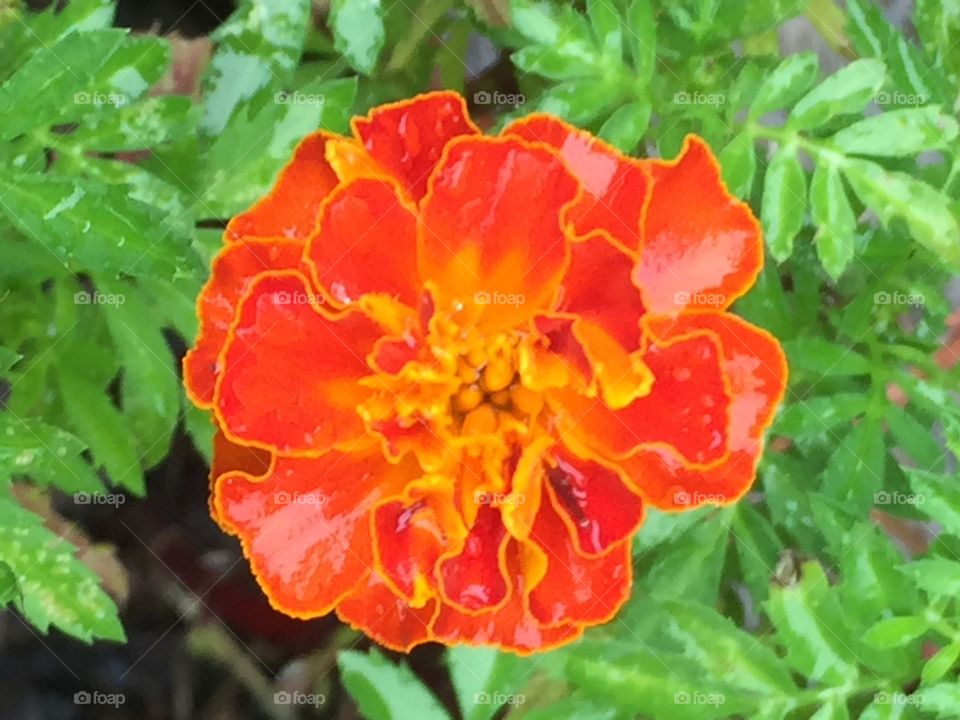 Marigold