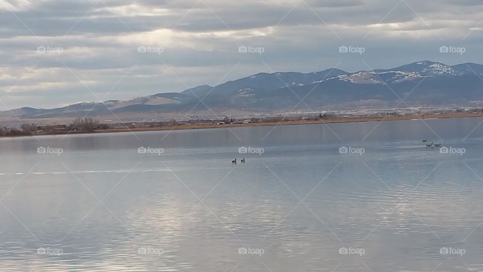 ducks out for a swim