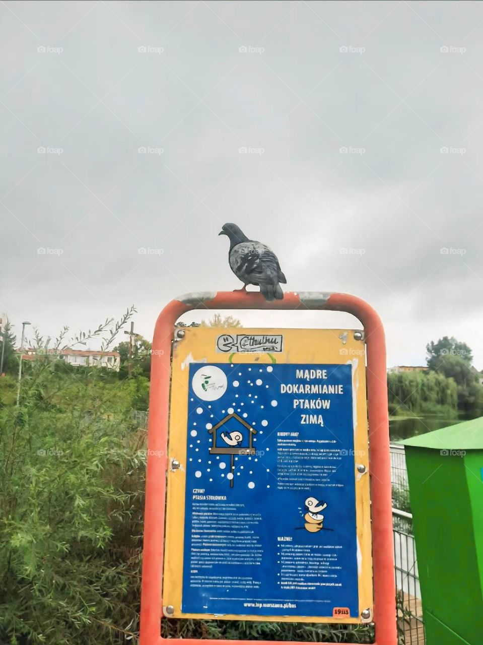 Winter Feeding Wisdom pigeon perched atop a signboard