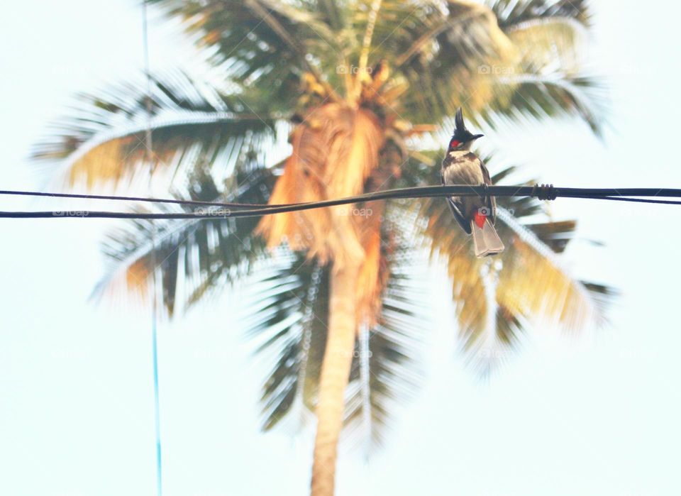 Red - whiskered bulbul❤️