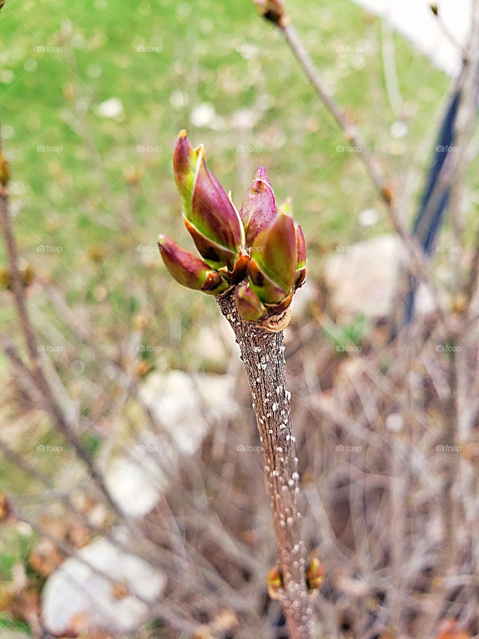 flower bud on a mini lilac bush