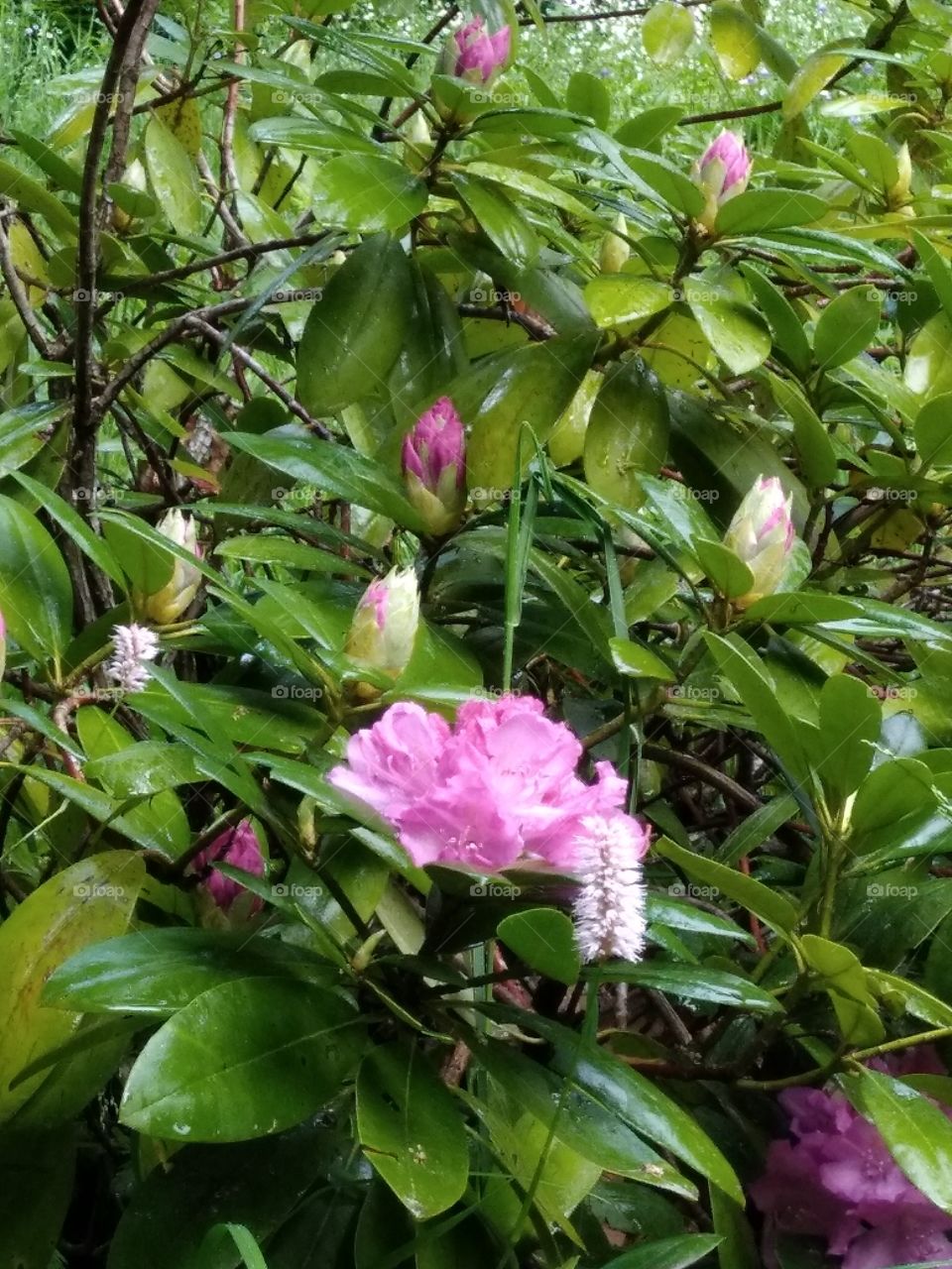 Kurpark in Bad Wildbad