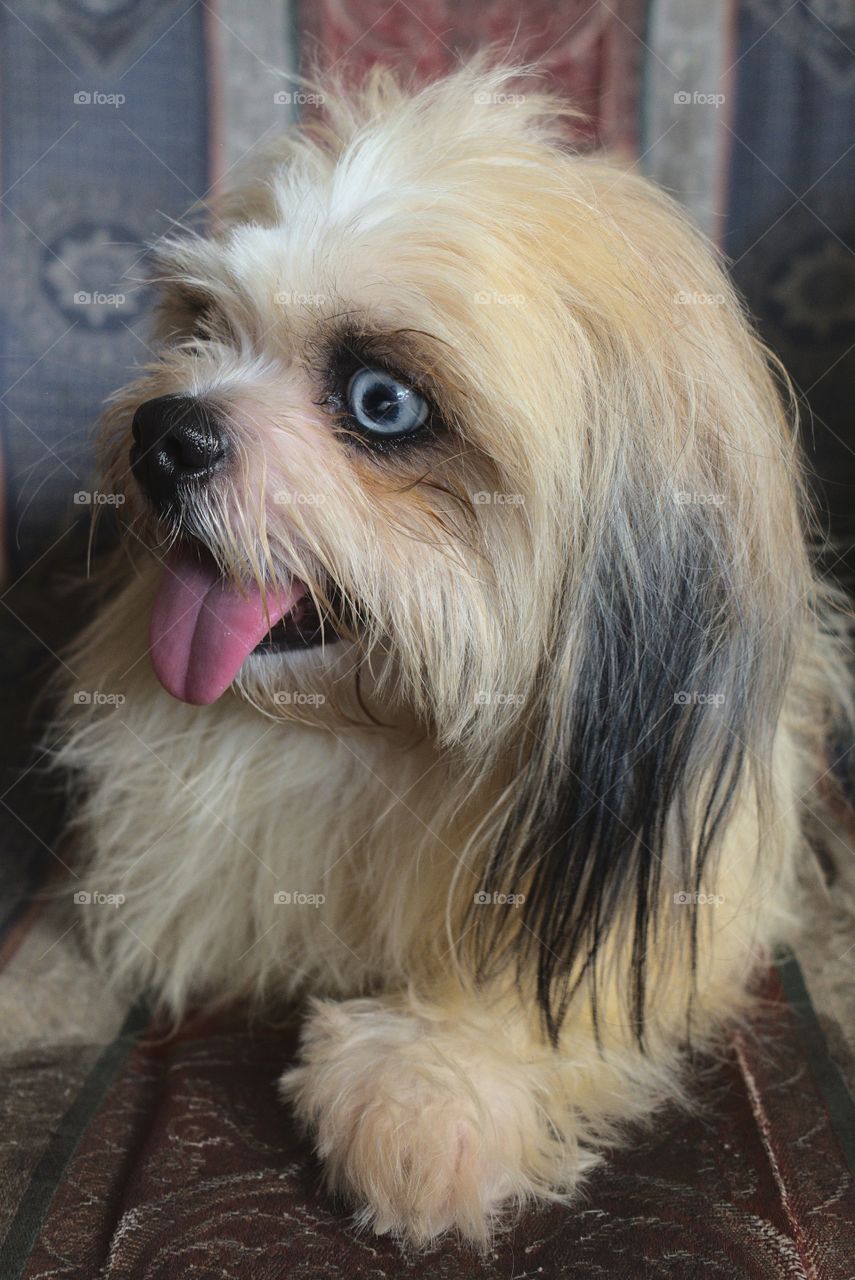 Portrait of Little dog with blue eye