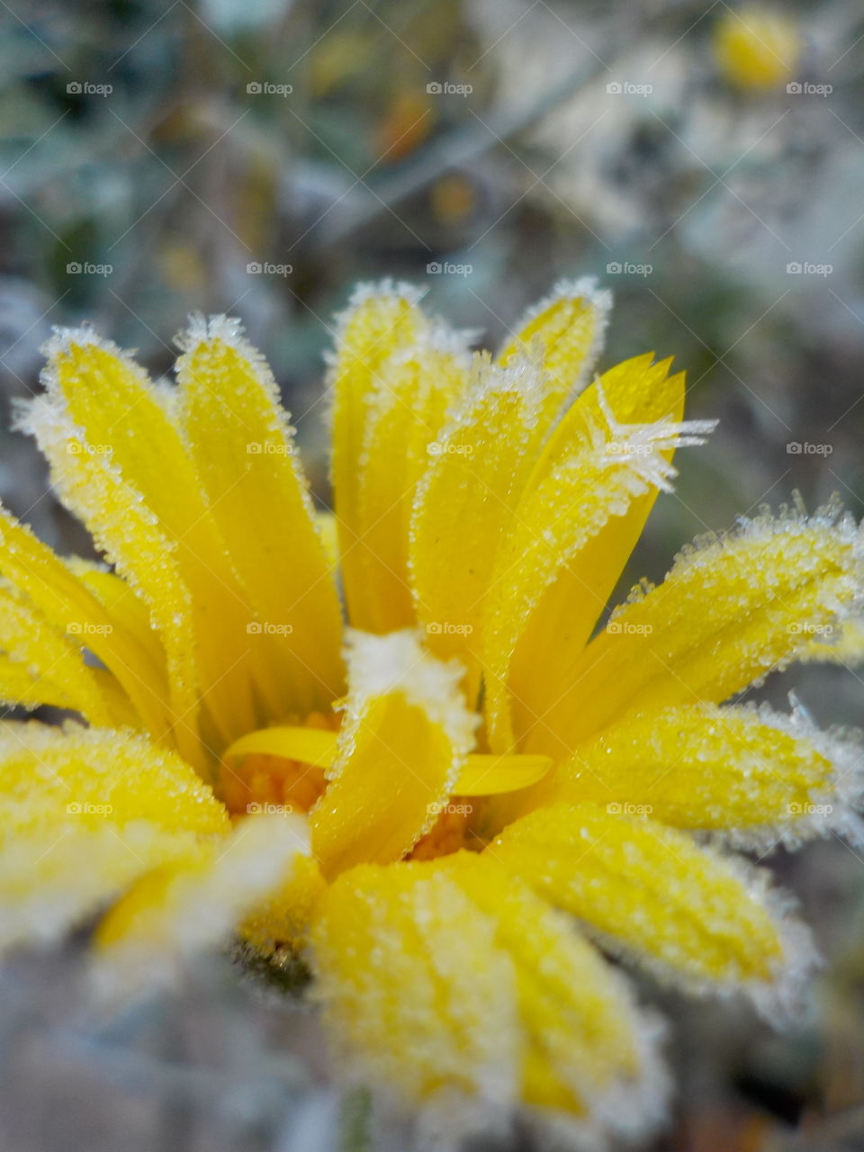 View of yellow frozen flower