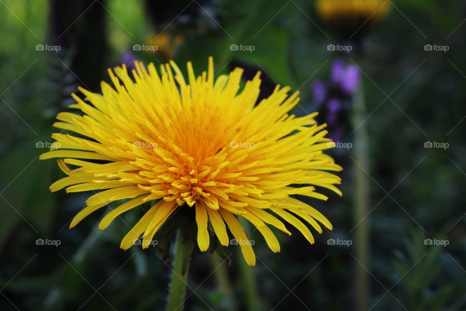 yellow flower