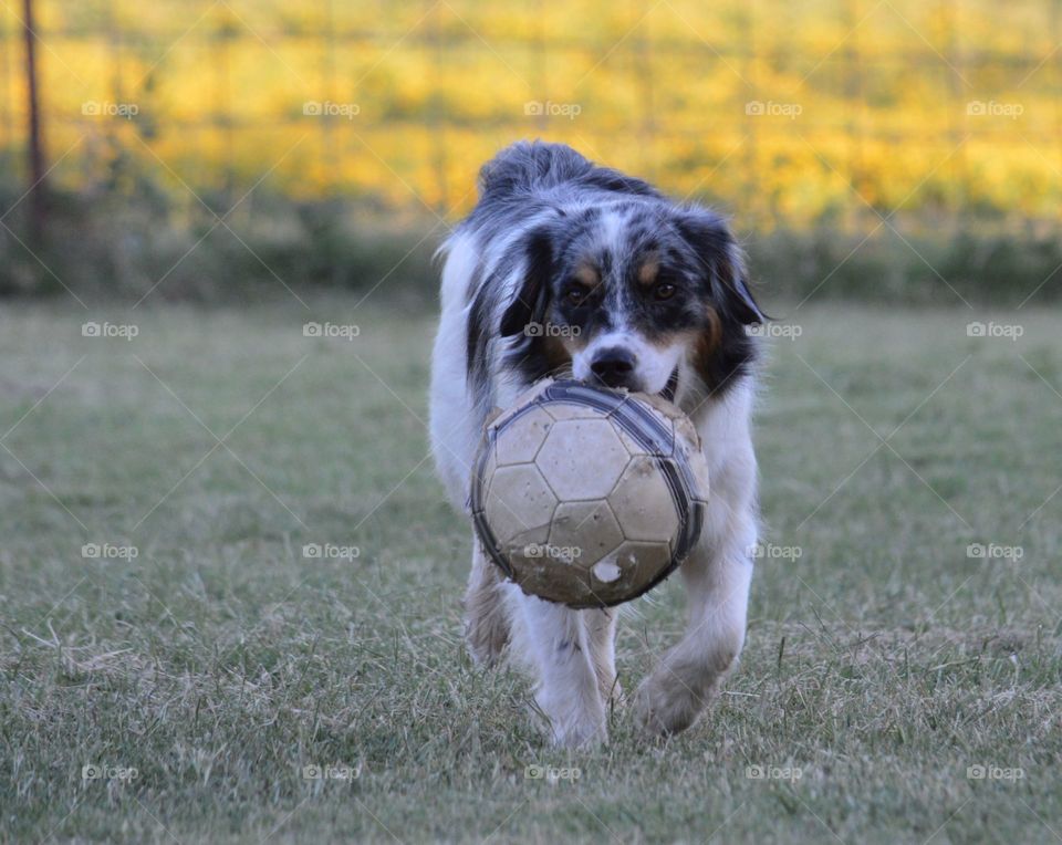 Miniature Australian Shepherd and his soccer ball. 