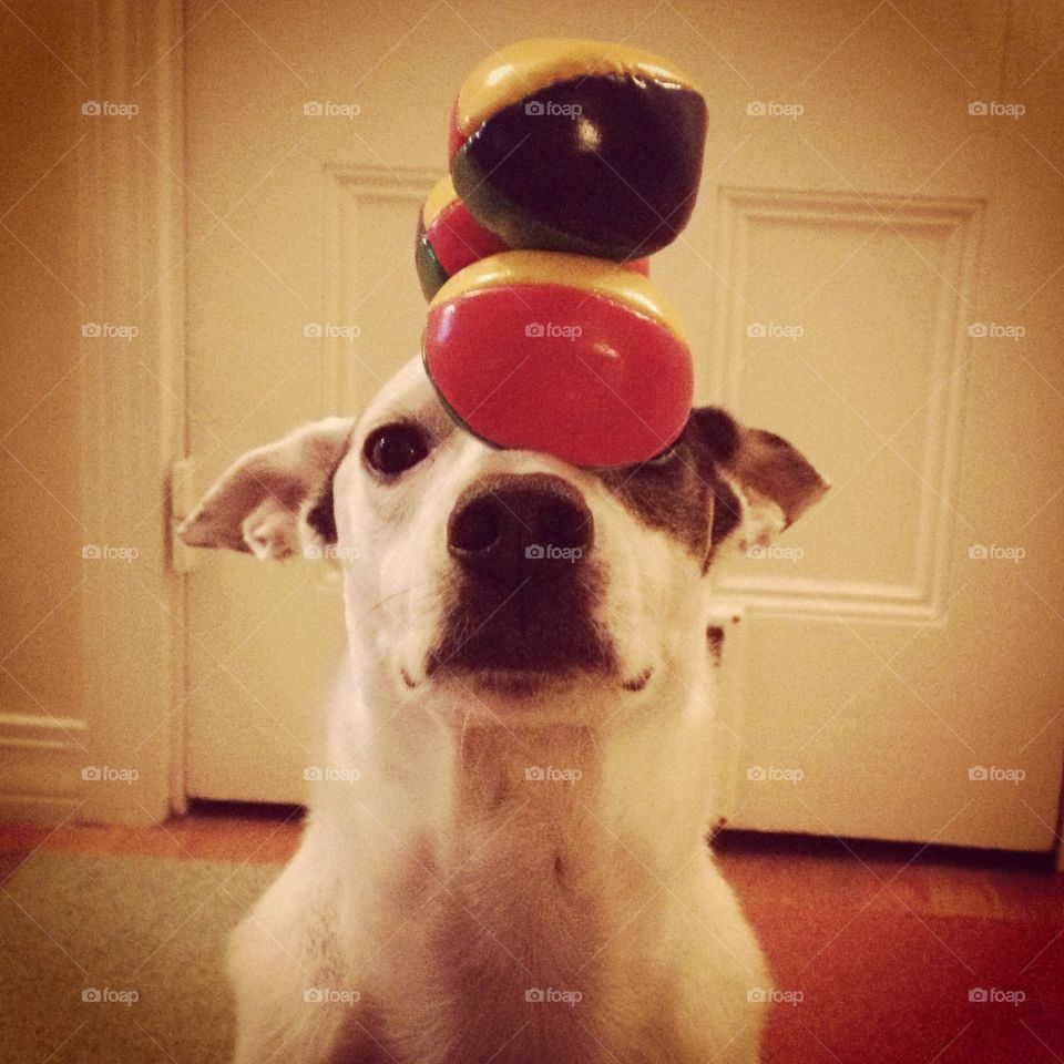Juggling balls. Cute dog with juggling balls on nose