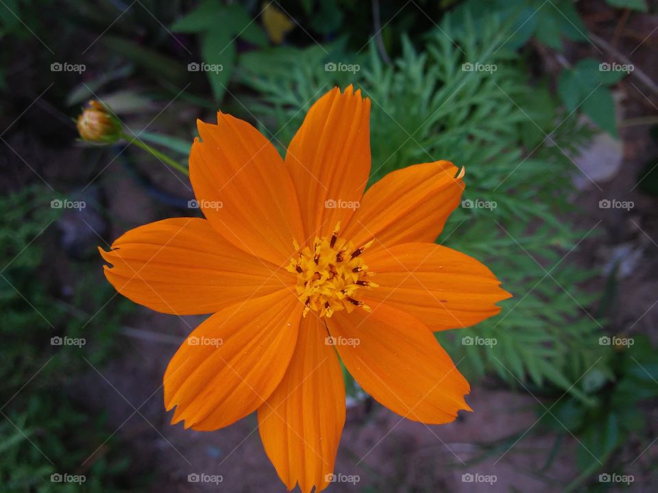 flor laranja, orange flower