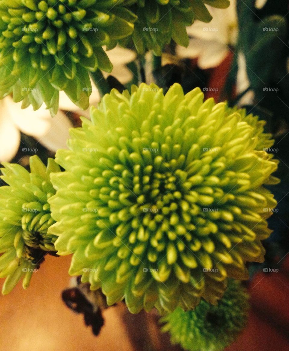 Chrysanthemum Green